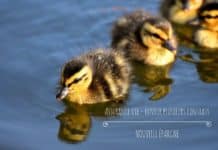 Pourquoi ouvrir plusieurs contrats d’assurance-vie ? ouvrir-plusieurs-contrats-assurance-vie