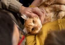 Classement 2026 des meilleures assurances chat : tarifs, garanties et avis chat roux pendant que ses maitre prenne une assurance chat