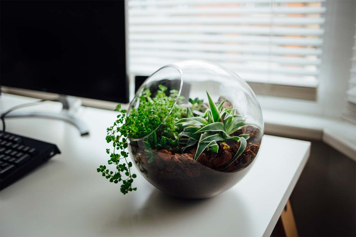 Photo d'un bureau avec un ordianteur et un terrarium