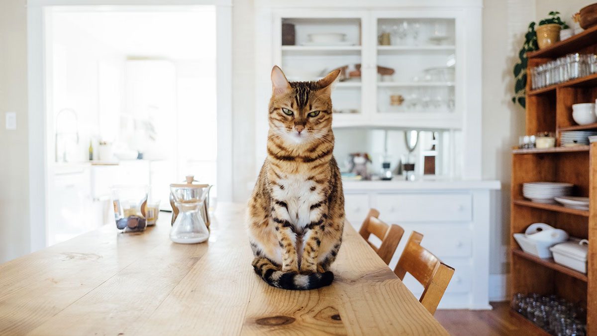 Photo d'un chat sur une table