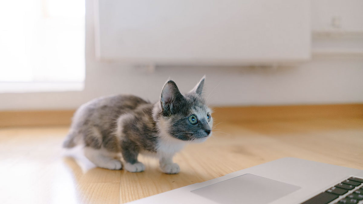 Photo d'un chat devant un macbook