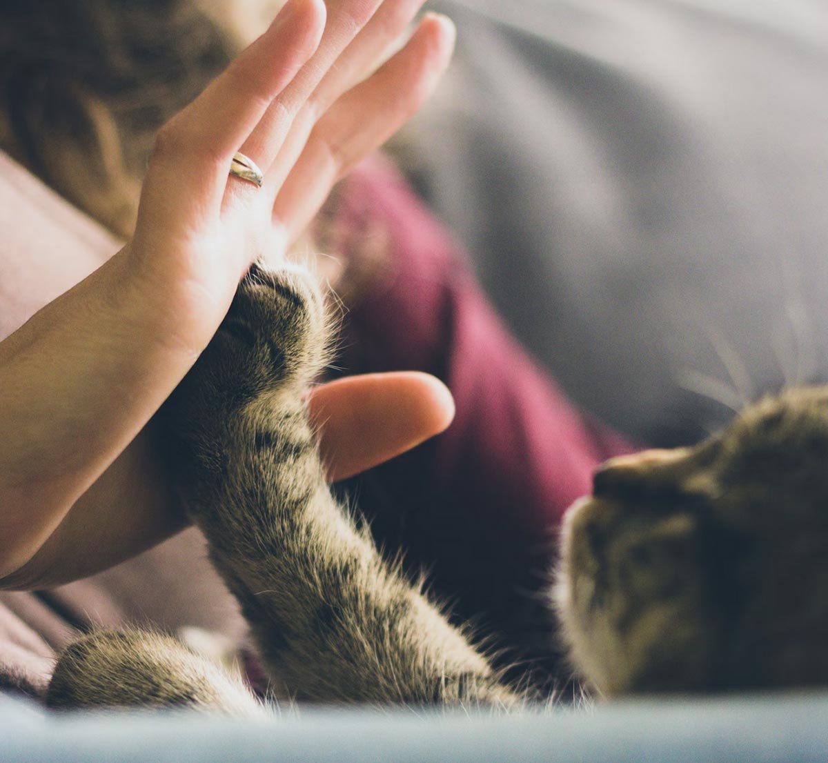 Photo d'un chat posant sa patte sur une main