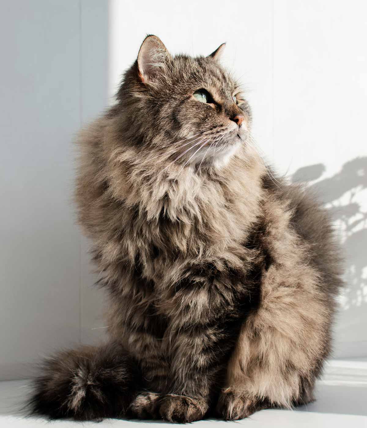 Photo d'un chat poilu