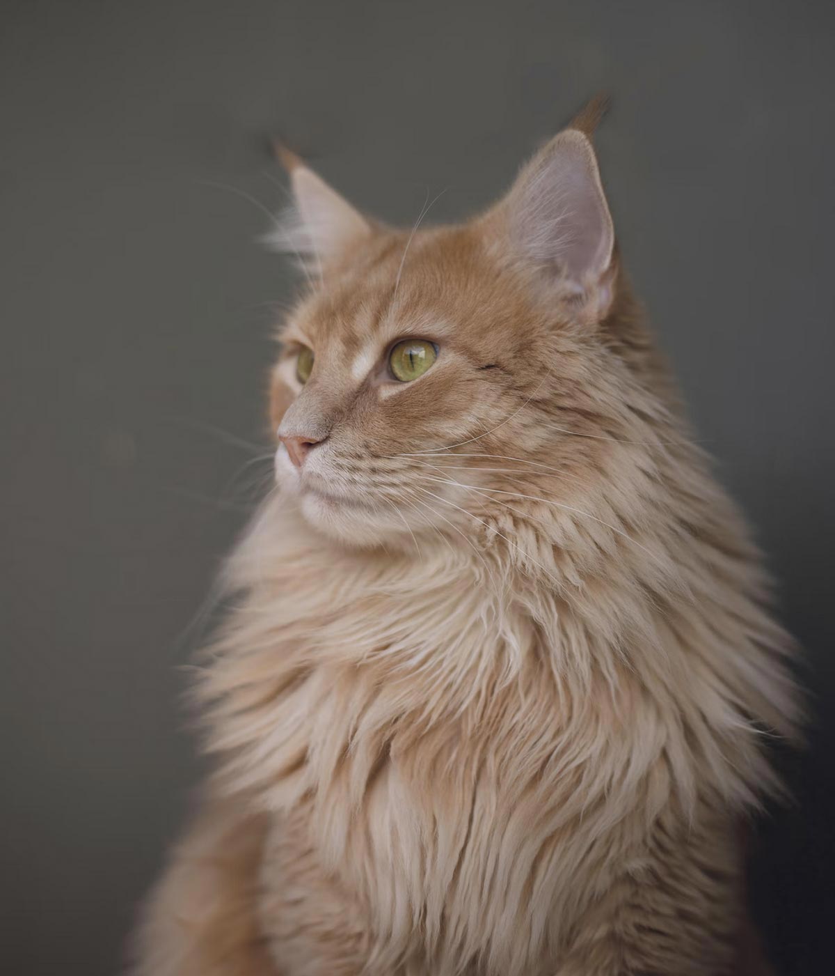 Photo d'un chat roux