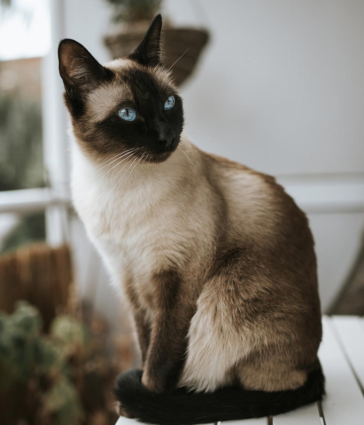 Photo d'un chat siamois