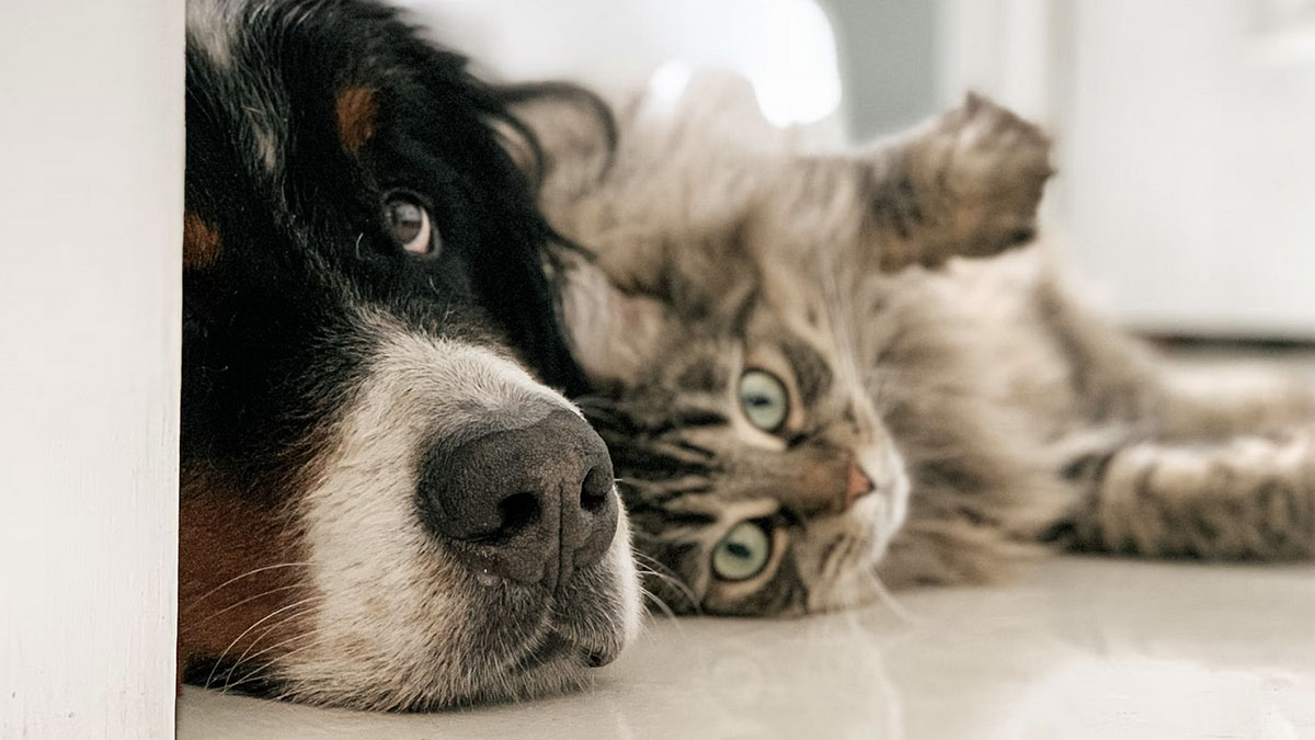 Photo d'un chien et d'un chat dans un intérieur
