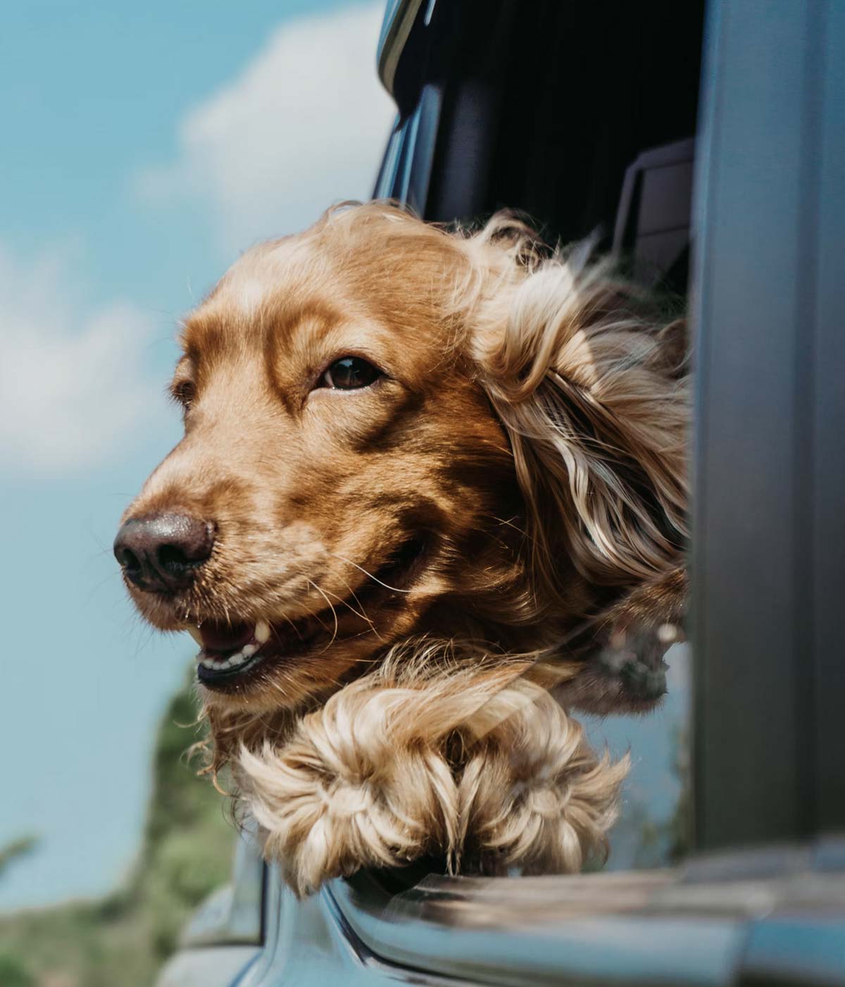 Photo d'un chien à la fenètre d'une voiture