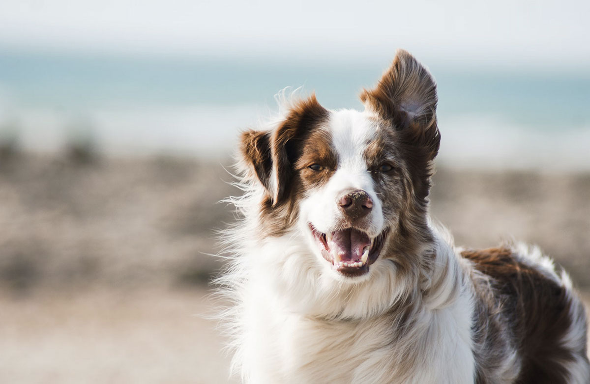 Photo d'un chien à la plage