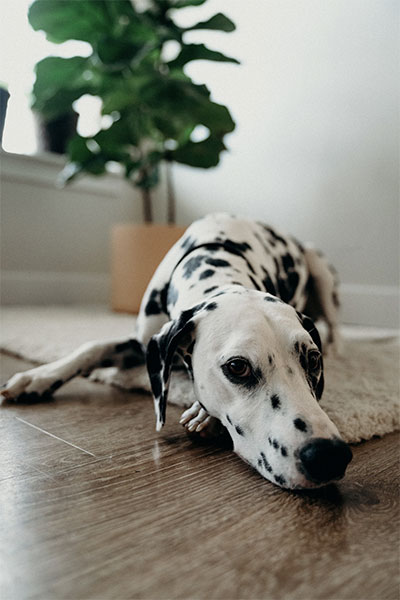 Photo d'un dalmatien couché