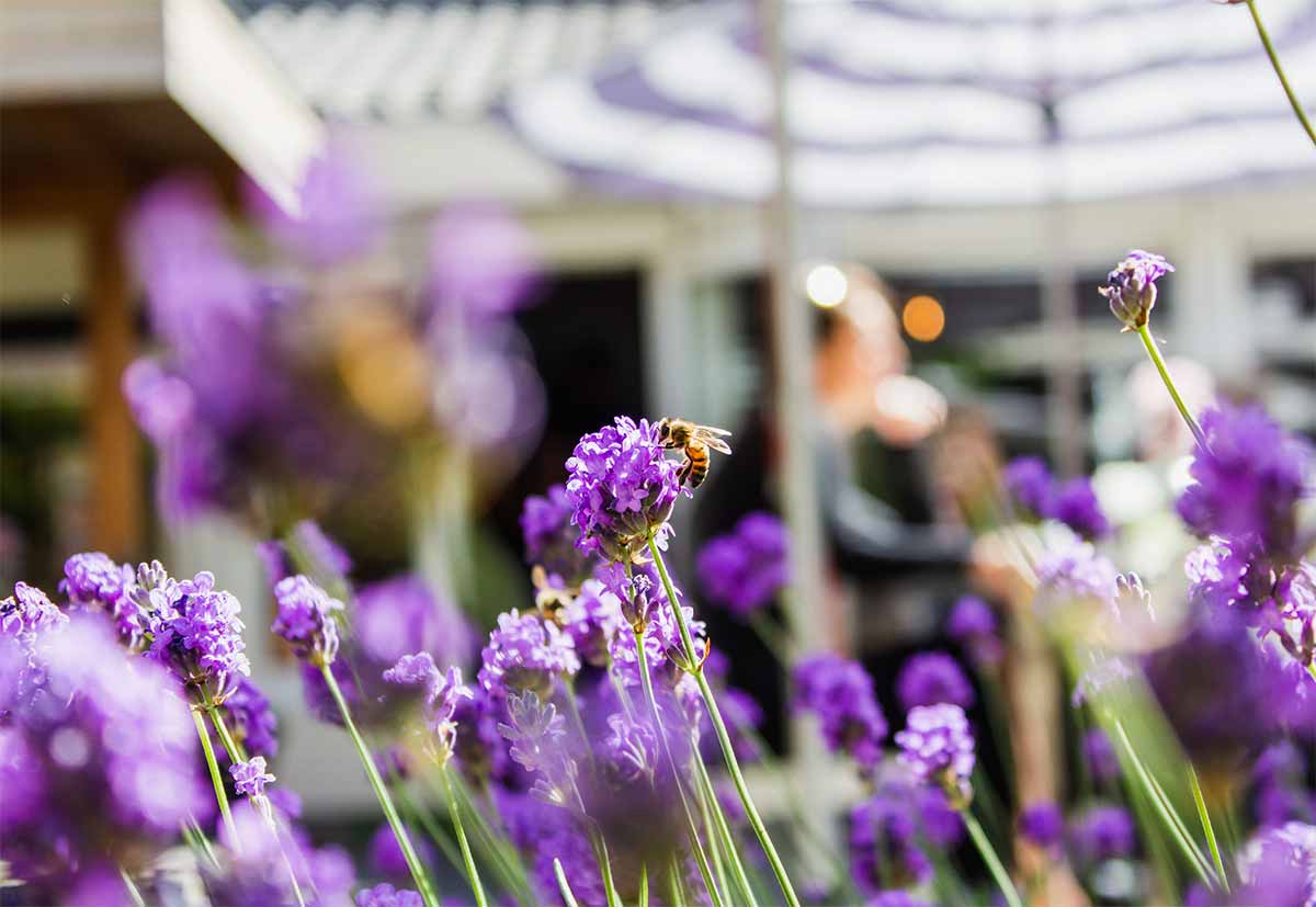 Photo d'une abeille sur une fleur'