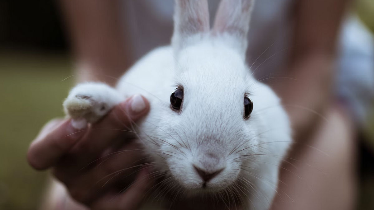 Photo d'un lapin domestique