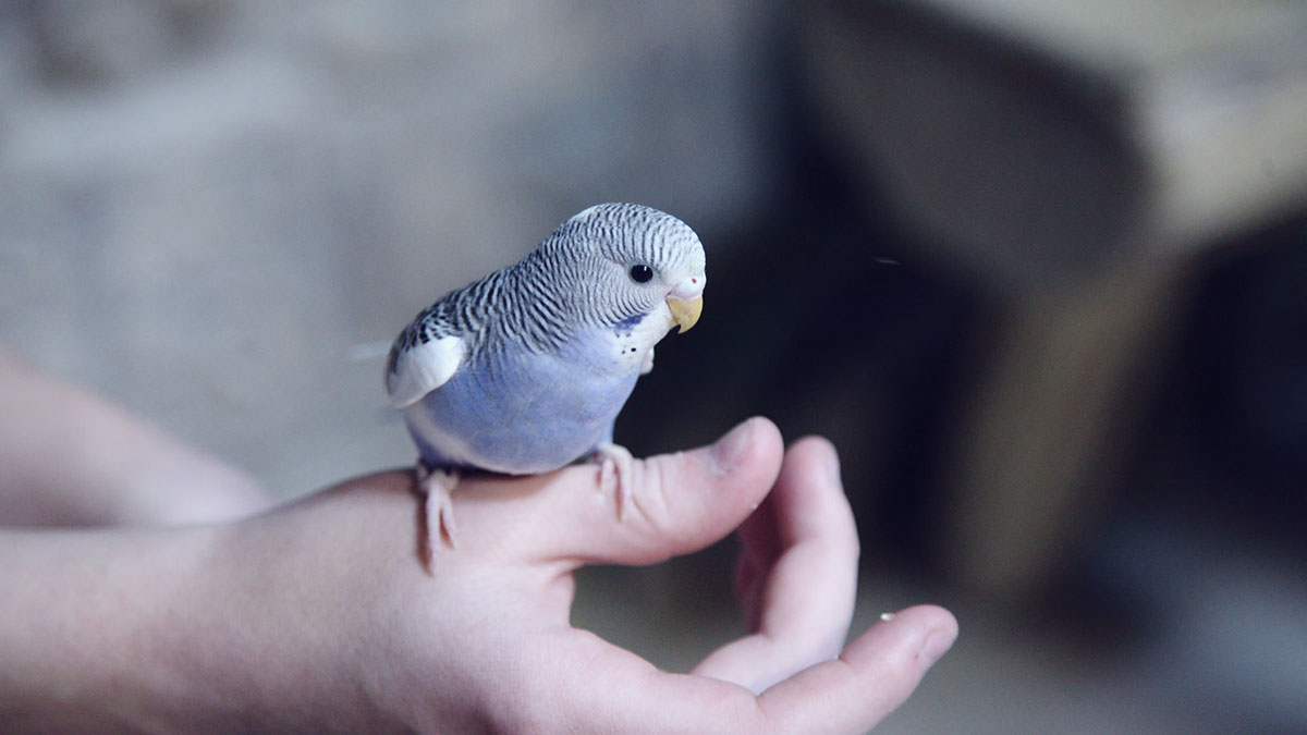 Photo d'un oiseau dans une main