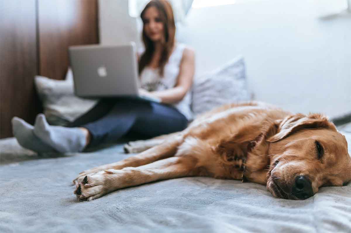 Photo jeune femme devant un laptop avec son chien